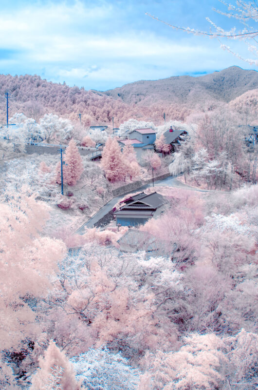 Yoshinoyama / Barbe à Nara