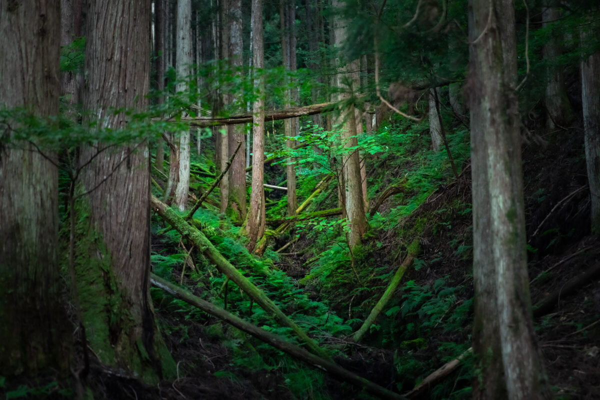 Enchanted Primeval Forest Oasis