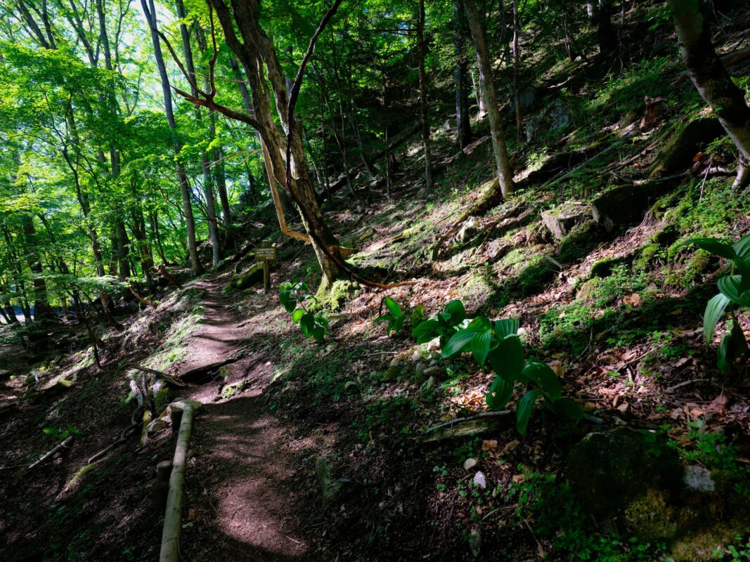 Lush forest trail hiking nature photography scenery.