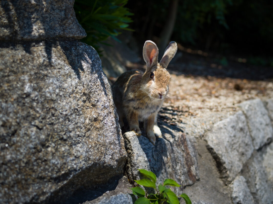 Serene forest rabbit on mossy rock