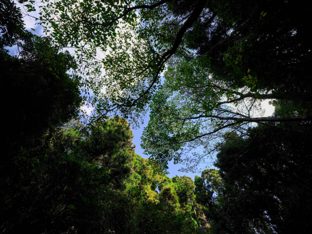 Skyward view through dense forest canopy framing blue sky and clouds