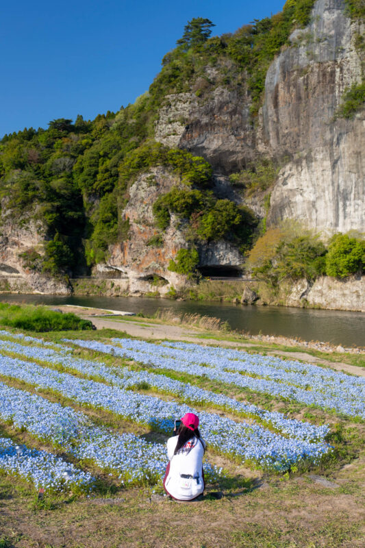 Person in pink hat by blue flower fields, river, and Yabakei cliffs, Japan