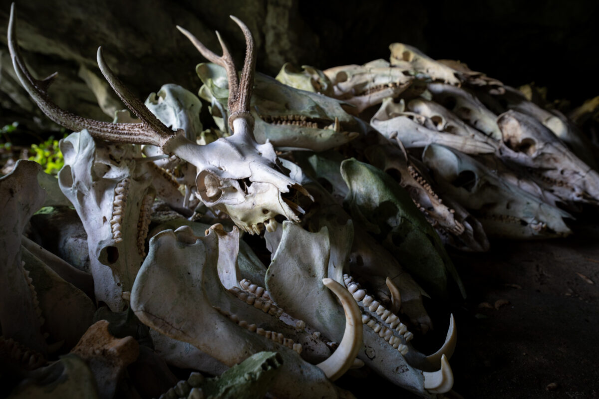 Pile of deer skulls with antlers in dark shrine, moody ritual bone photography