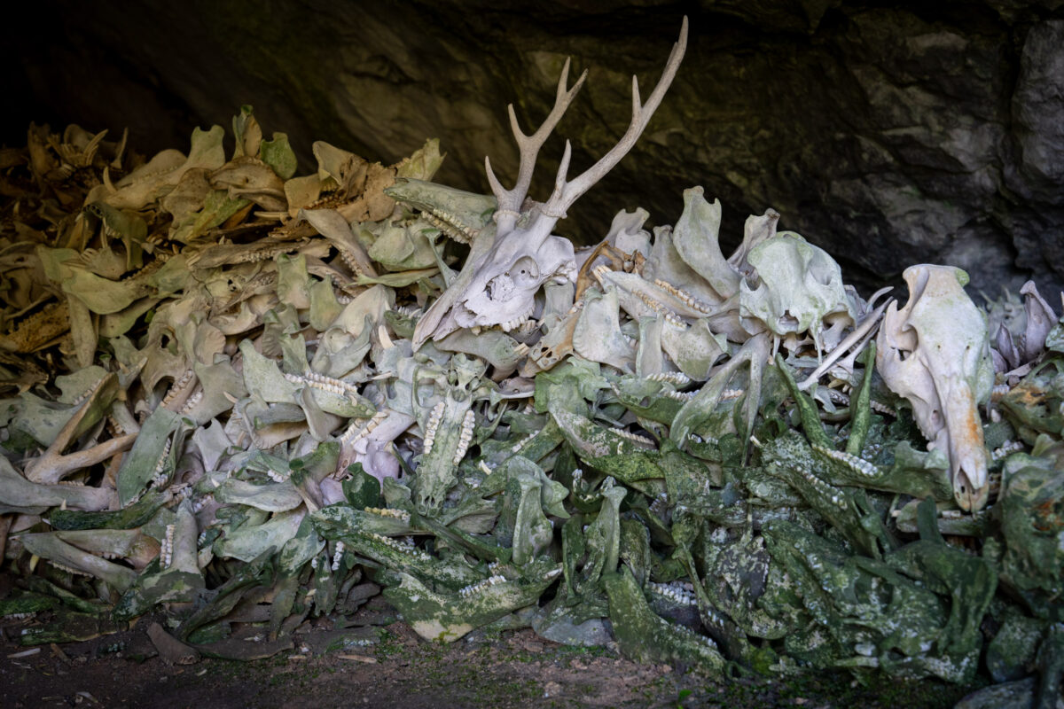 Antlered deer skulls and bones in mossy cave shrine, Shishi Gongen ritual site