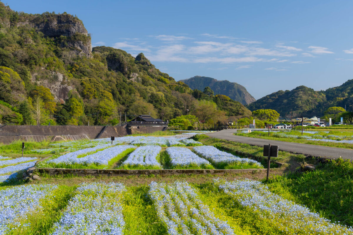 Yabakei Japan blue flower fields beside rural road with green mountains and cliffs