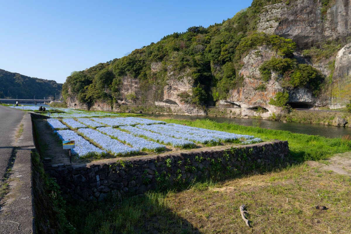 Pale blue flower fields beside a river with Yabakei’s dramatic cliffs in Japan.