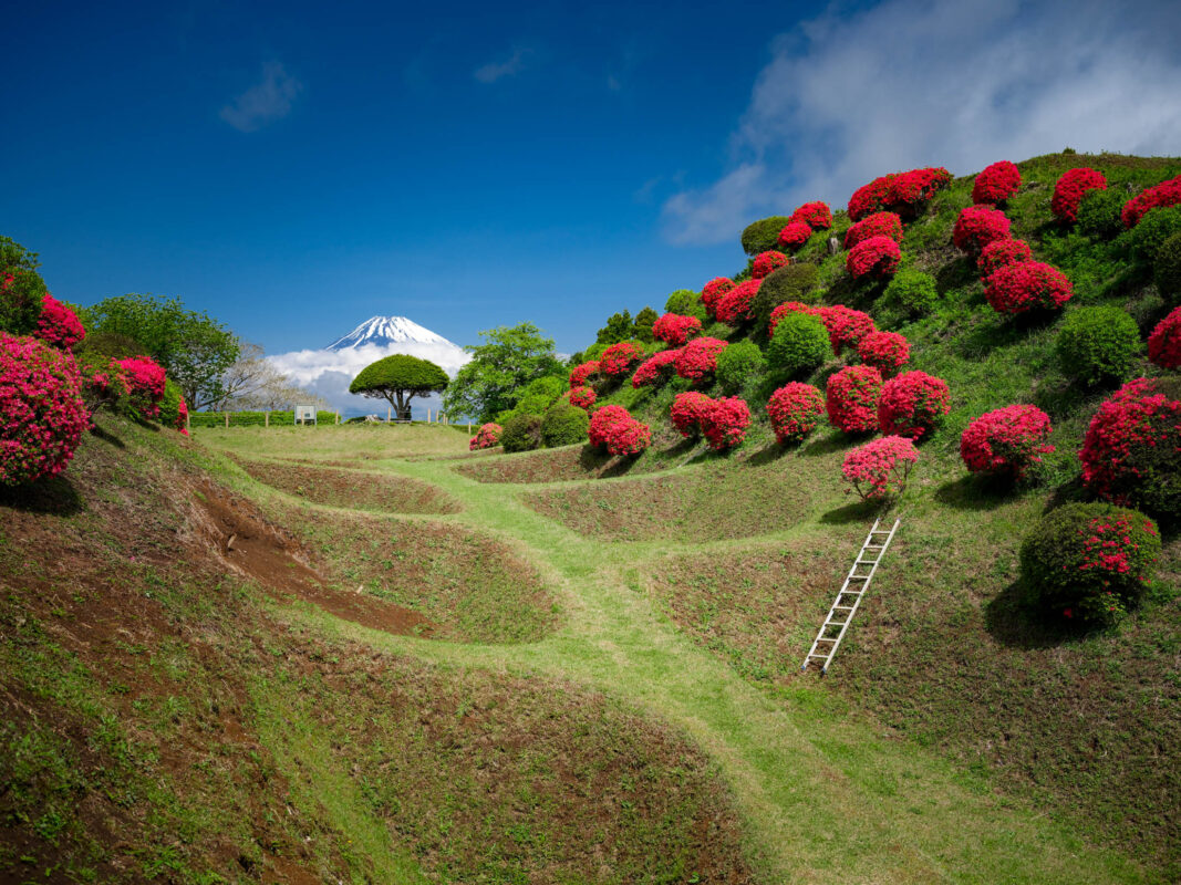 Yamanaka Castle Ruins earthworks with red azaleas and Mount Fuji in the distance