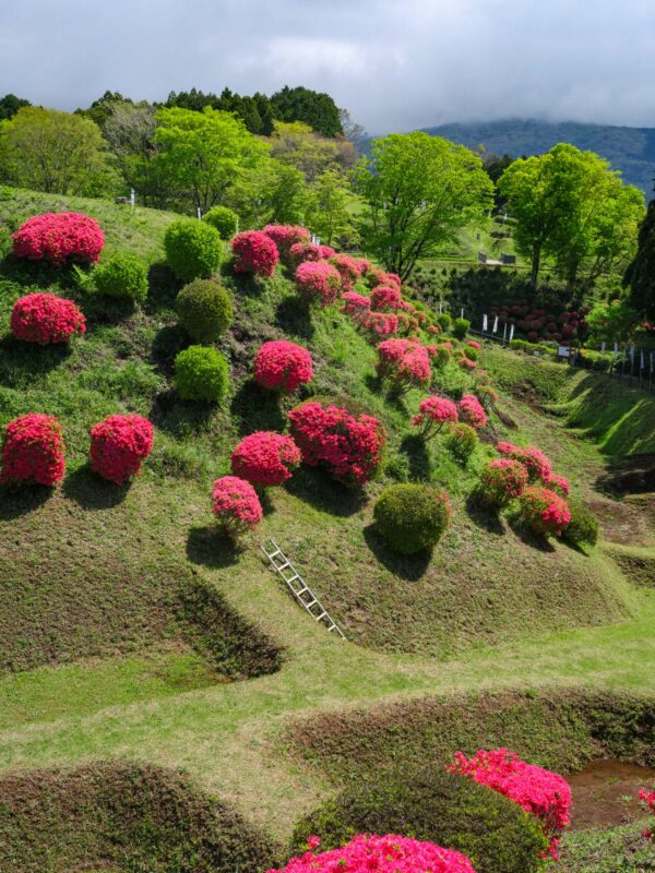 Terraced earthworks and blooming azaleas at Yamanaka Castle Ruins, Japan
