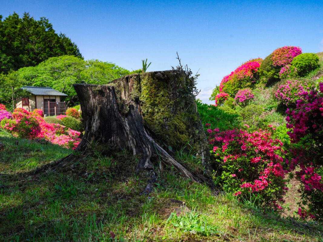 Ancient tree stump and pink azaleas at Yamanaka Castle Ruins, Japan