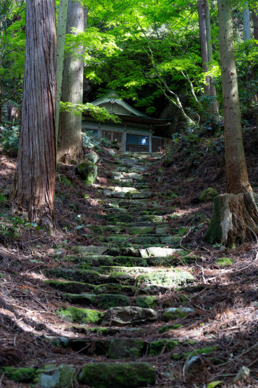 Moss-covered stone staircase leading to hidden Kyu-Sento-ji temple in a quiet Japanese forest.