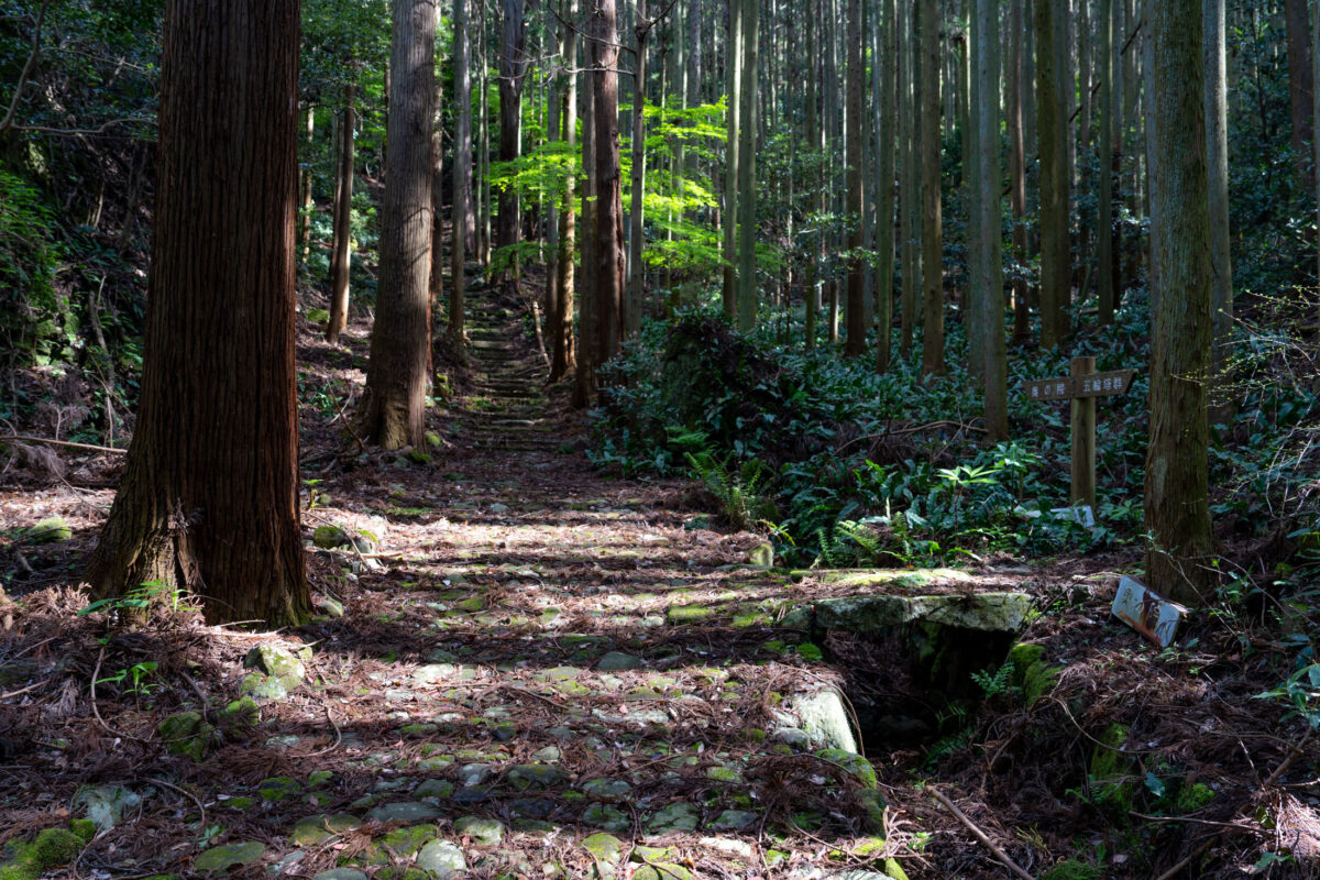 Sunlit stone path through Japanese temple forest, tall cedar trees and moss-covered ground