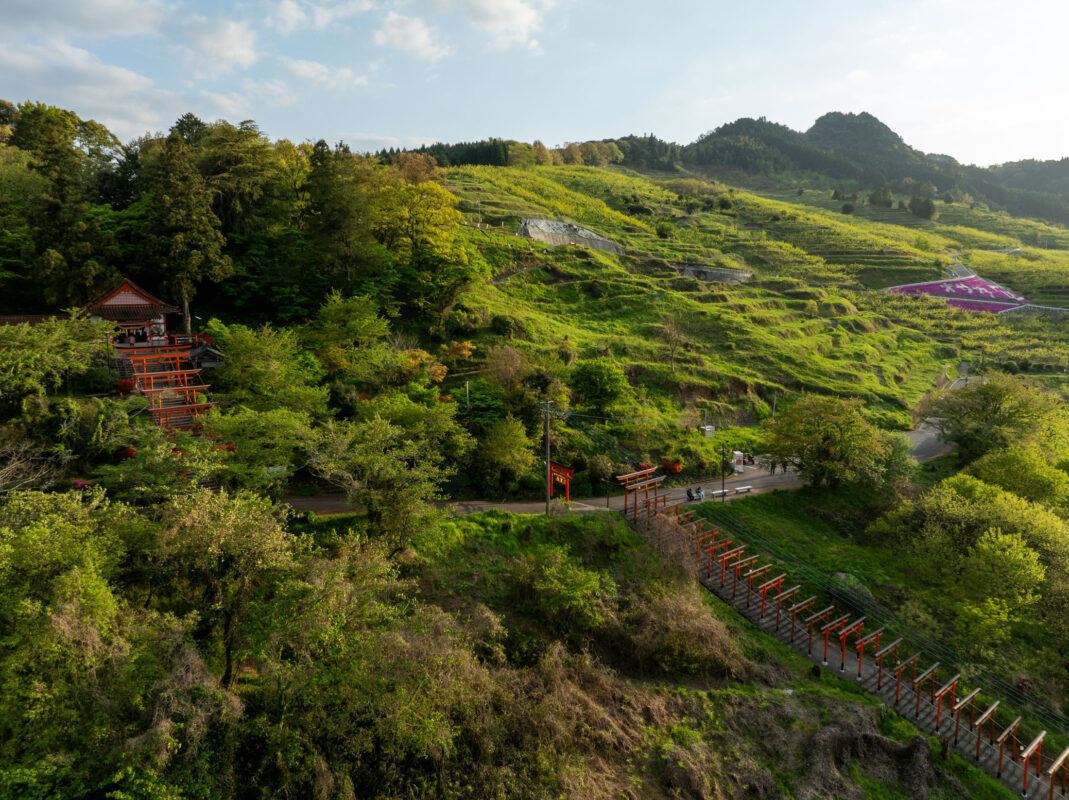 Vermilion torii gates climbing a green hillside at Ukiha Inari Shrine, Japan.