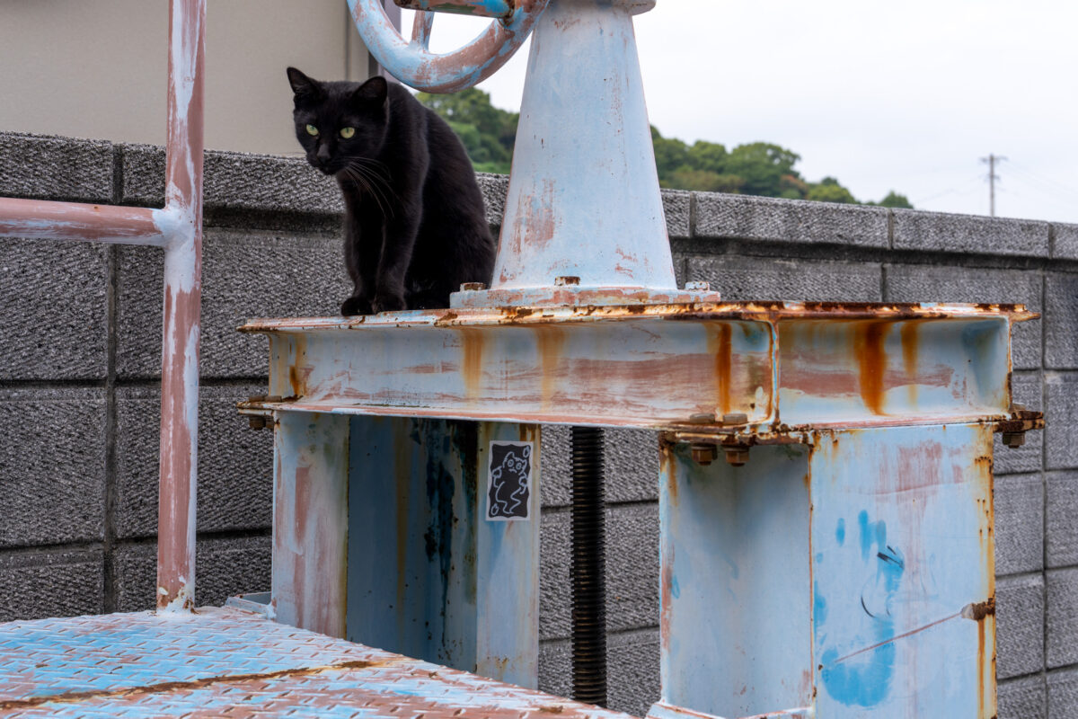 Black cat with green eyes perched on rusty blue metal in Naoshima harbor scene.