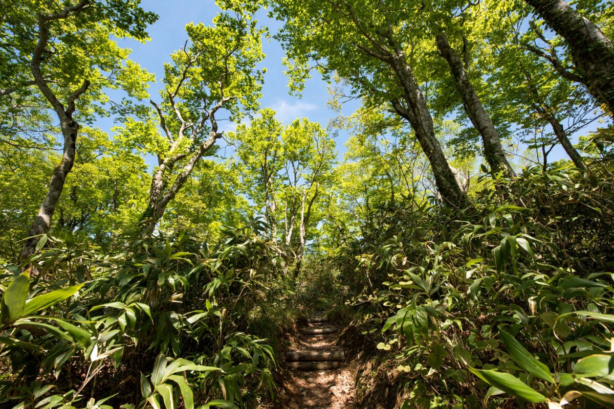 Sunlit forest trail climbing toward Mount Futatsumori summit through lush green trees