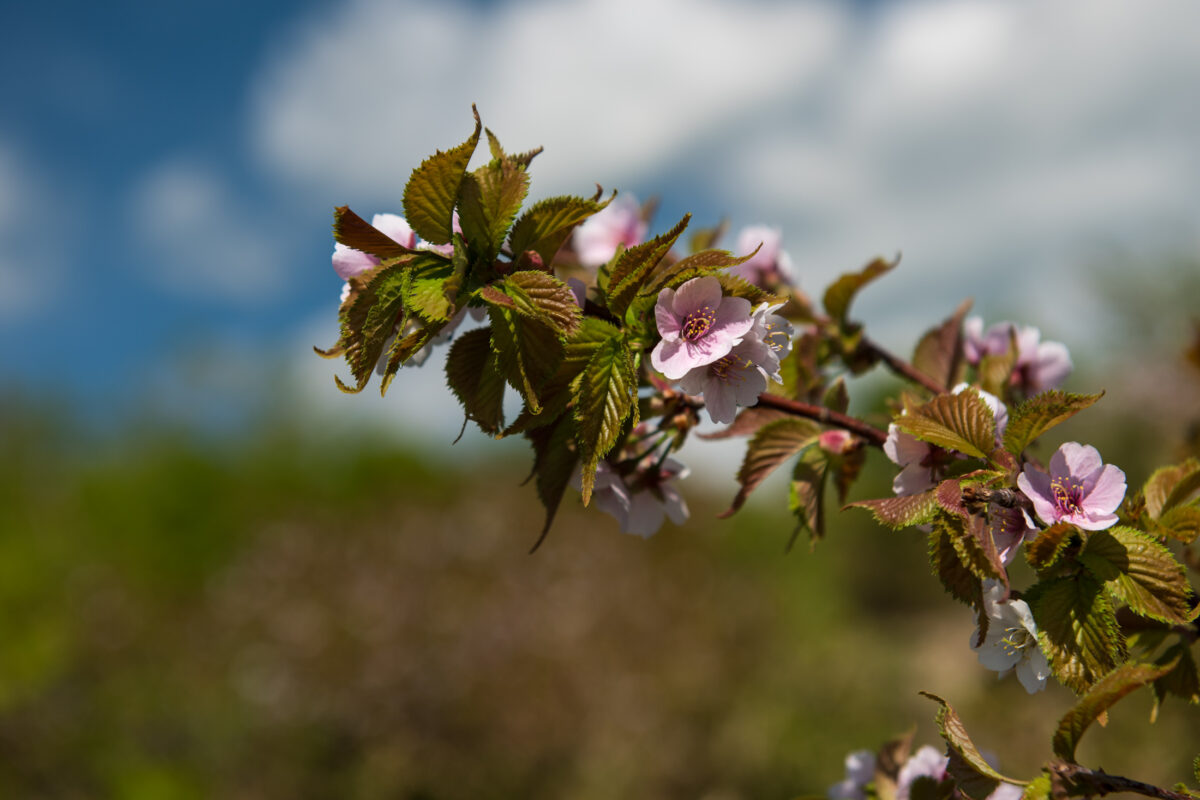 Cherry blossoms on Mount Futatsumori branch with bokeh forest background and blue sky.