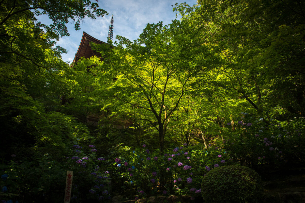 Kongōrin-ji Temple pagoda rising above forest trees, with blooming hydrangeas along the path.