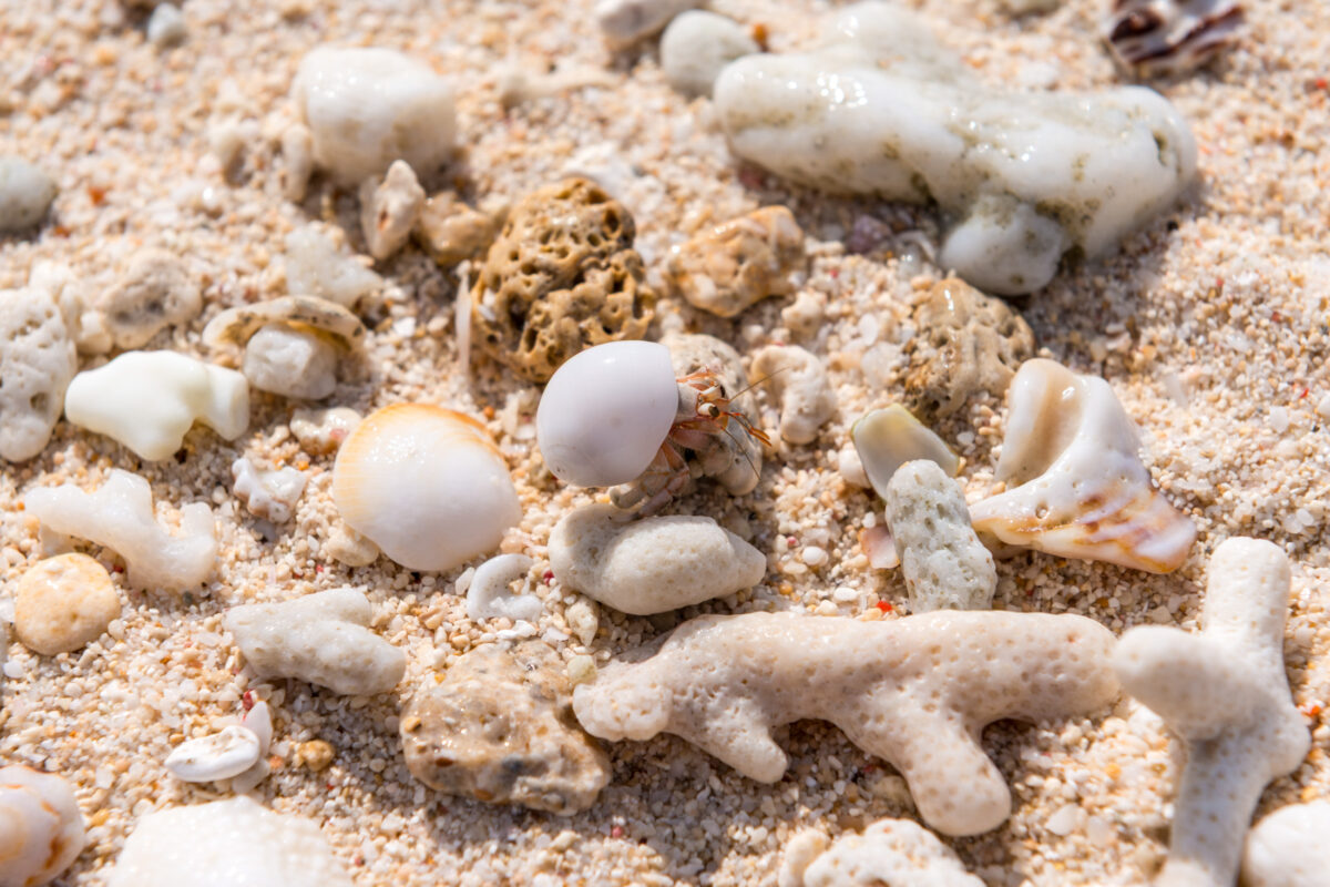 Hermit crab in shell among coral fragments on Miyako Island beach sand