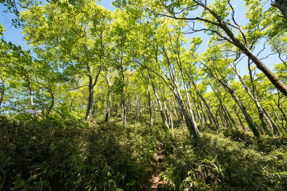 Sunlit forest hiking trail on Mount Futatsumori with tall green trees and dappled light