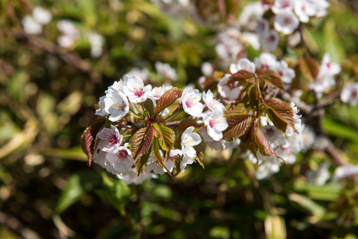 Close-up of cherry blossoms and new leaves on Mount Futatsumori trail in spring sunlight.