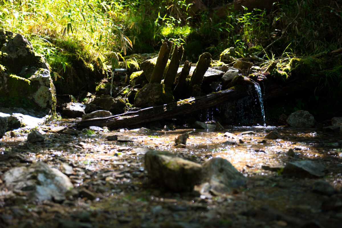 Sunlit forest stream with mossy rocks and fallen log, Mount Odaigahara, Japan.