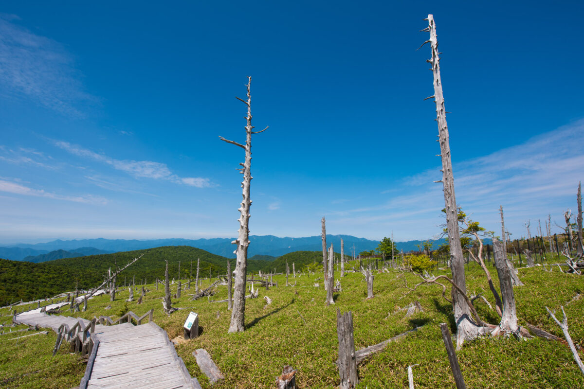 Boardwalk through Mount Ōdaigahara highland plateau with dead trees and distant mountains.