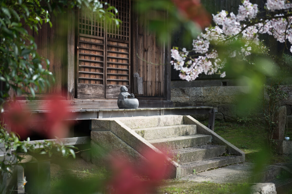 Weathered wooden tea house in Naoshima garden, stone steps and cherry blossoms