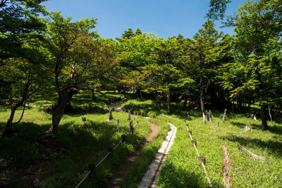 Sunlit forest boardwalk hiking trail on Mount Ōdaigahara, Japan