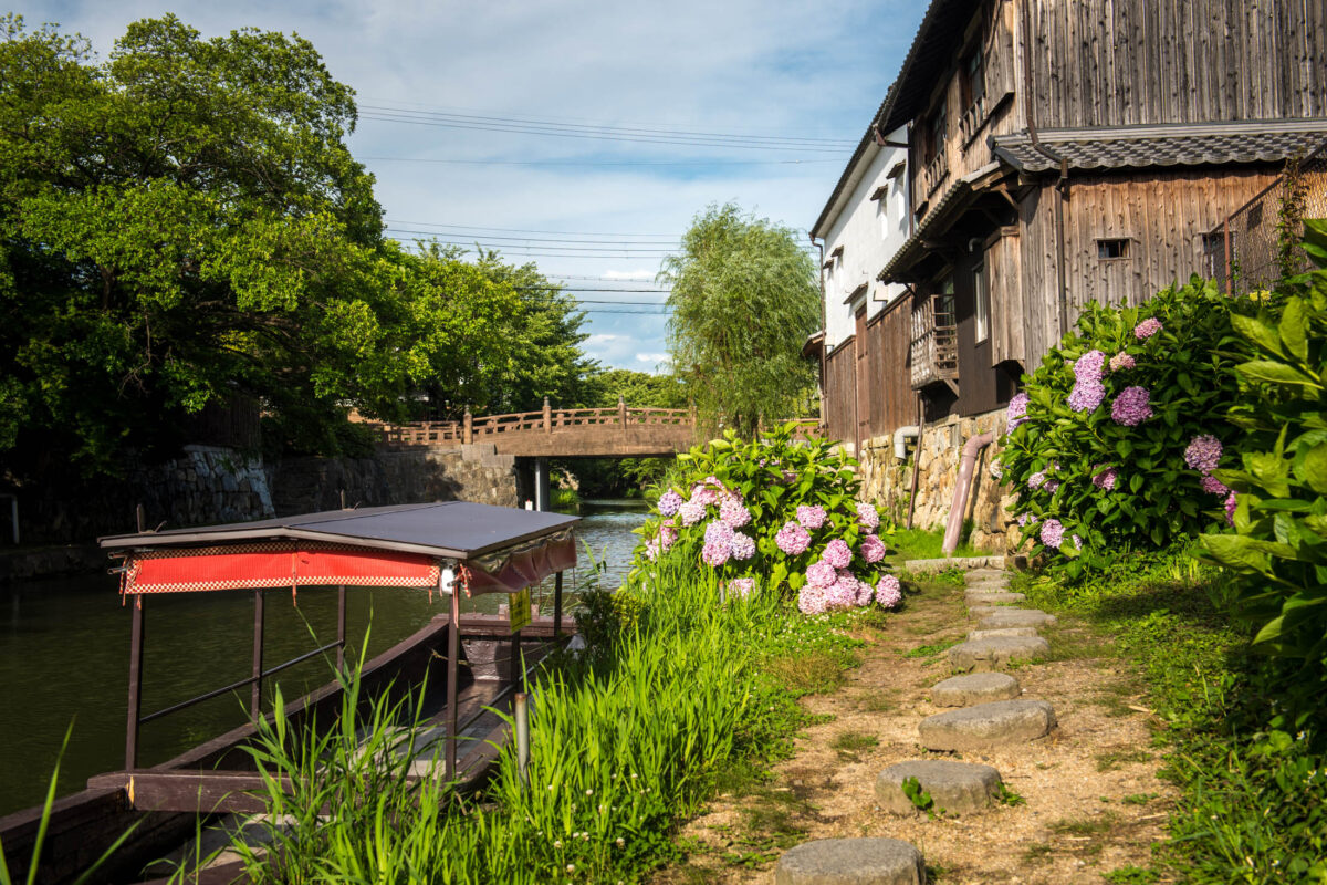 Omihachiman Hachiman-bori canal with wooden bridge, traditional buildings, and hydrangeas in bloom