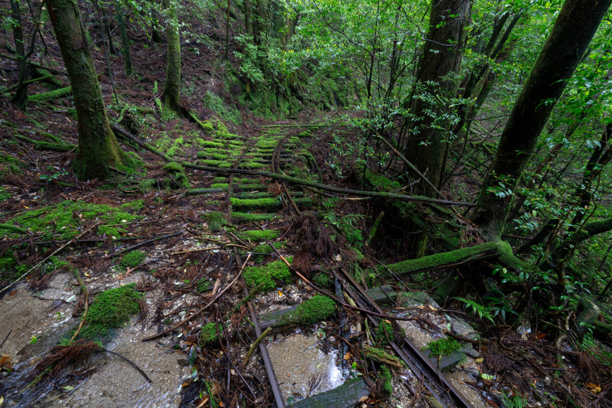 Moss-covered abandoned rail tracks in a rainy forest with rusted rails and puddles