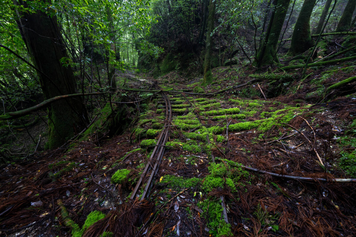Moss-covered abandoned railway tracks curving through a dense green forest under tall trees