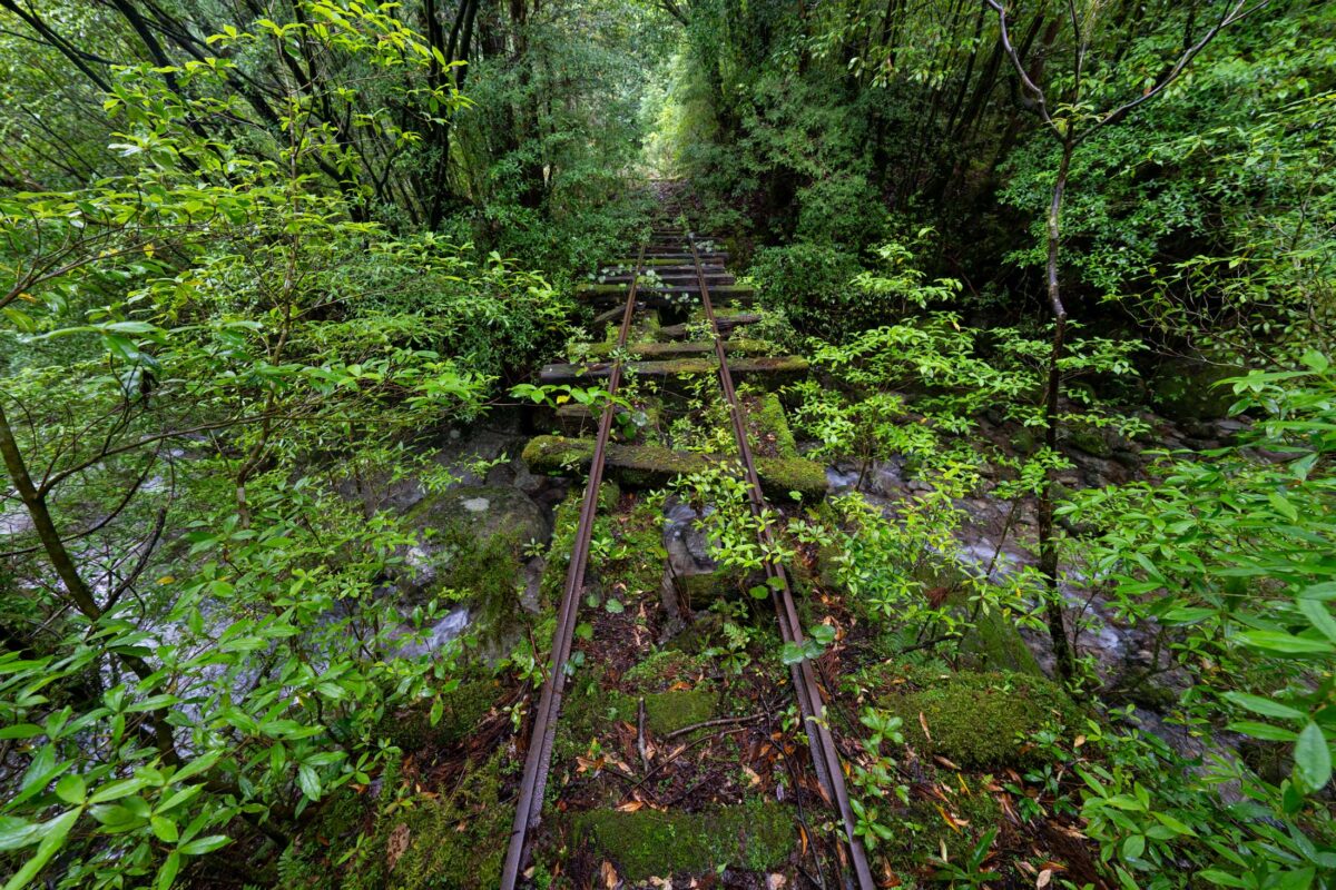 Abandoned railway tracks overgrown by lush forest, disappearing into a green tunnel
