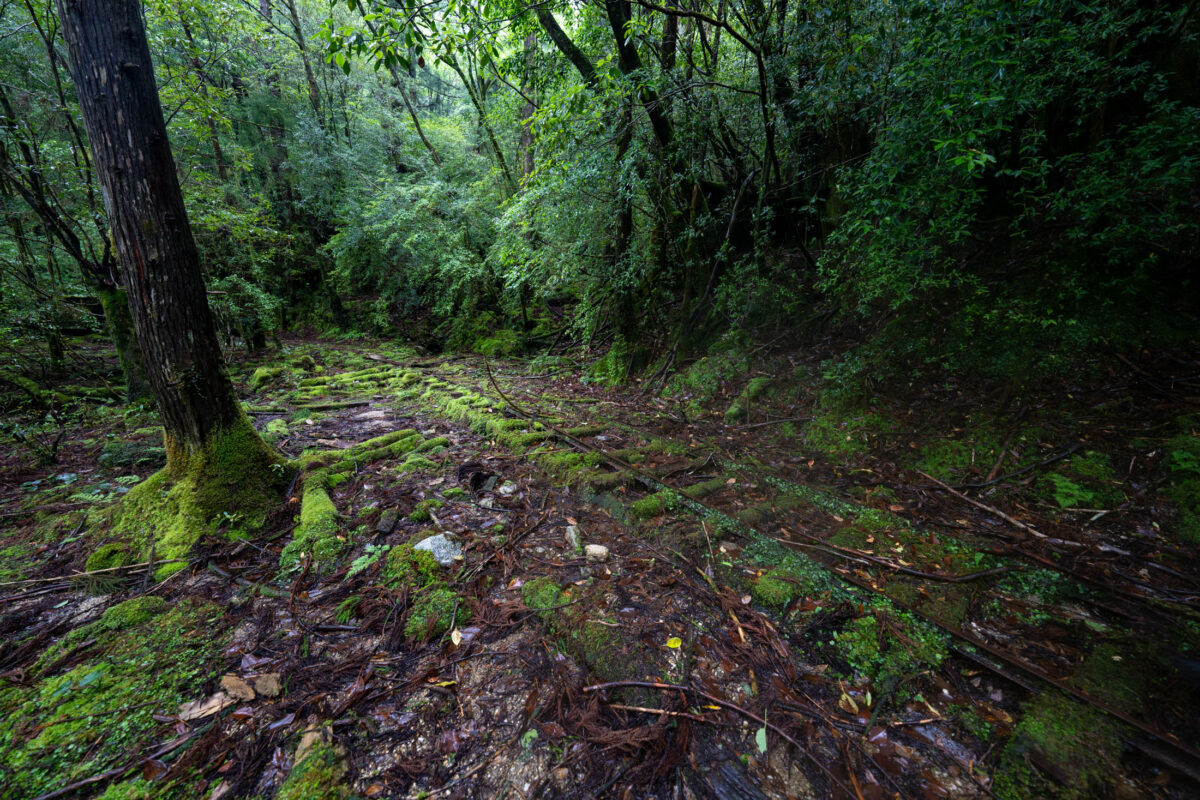 Mossy forest trail between Arakawa and Ishizuka winding into dense green woodland