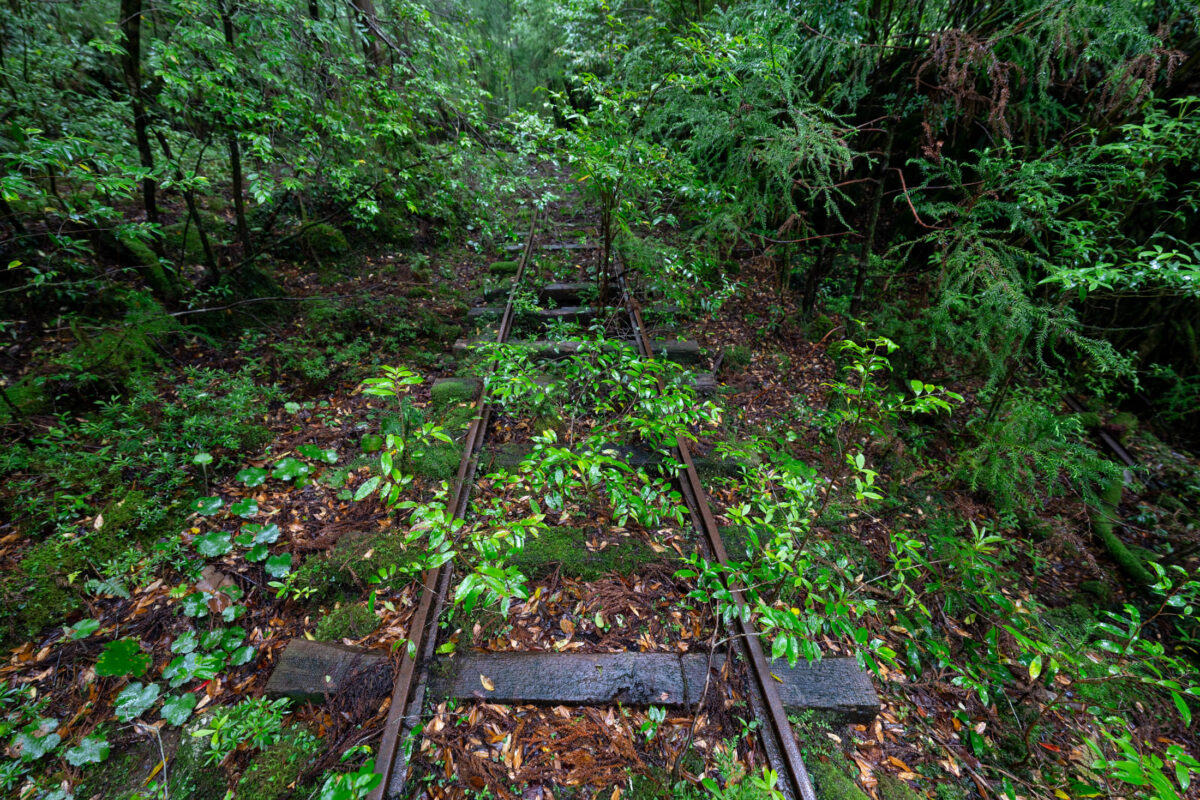 Abandoned railway tracks overgrown with moss and weeds in a dense green forest