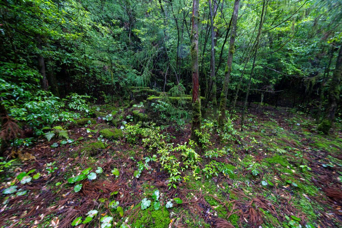 Dense evergreen forest undergrowth with mossy ground, ferns, and closely spaced tree trunks.