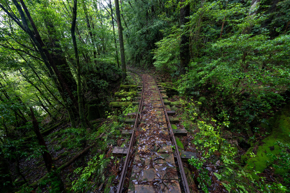 Abandoned railway track disappearing into lush green forest canopy