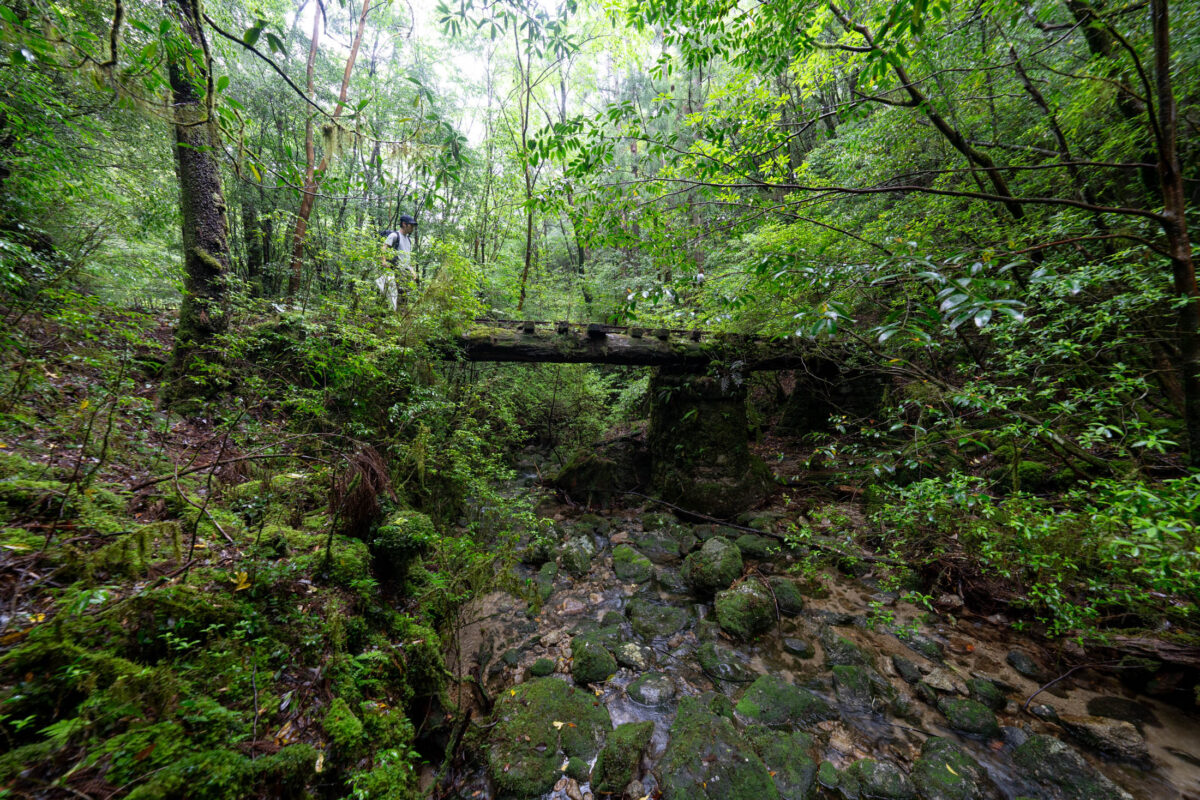 Weathered wooden footbridge over a clear stream in a lush mossy forest ravine.
