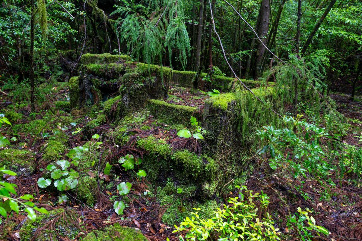 Moss-covered stone ruins in a quiet forest, reclaimed by lush green foliage.