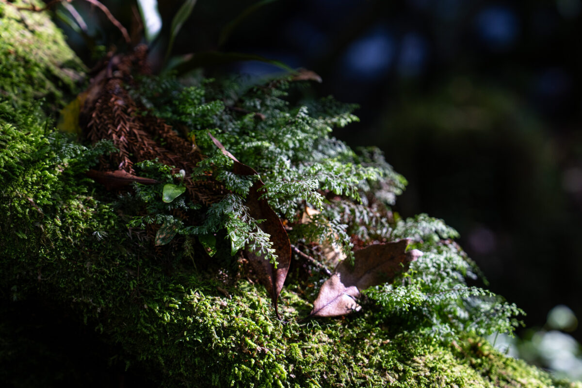 Moss-covered rock with fallen leaves in Shiratani Unsui Gorge forest, Yakushima Japan