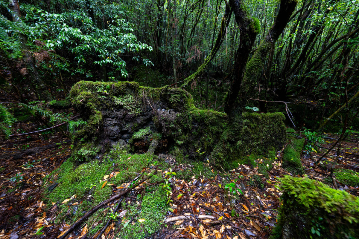 Rain-damp mossy forest trail with fallen logs, leaf litter, and dense green canopy