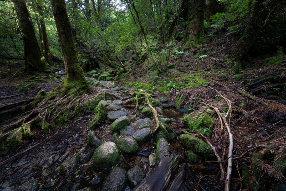 Mossy stone path in Shiratani Unsui Gorge, Yakushima, through ancient cedar forest