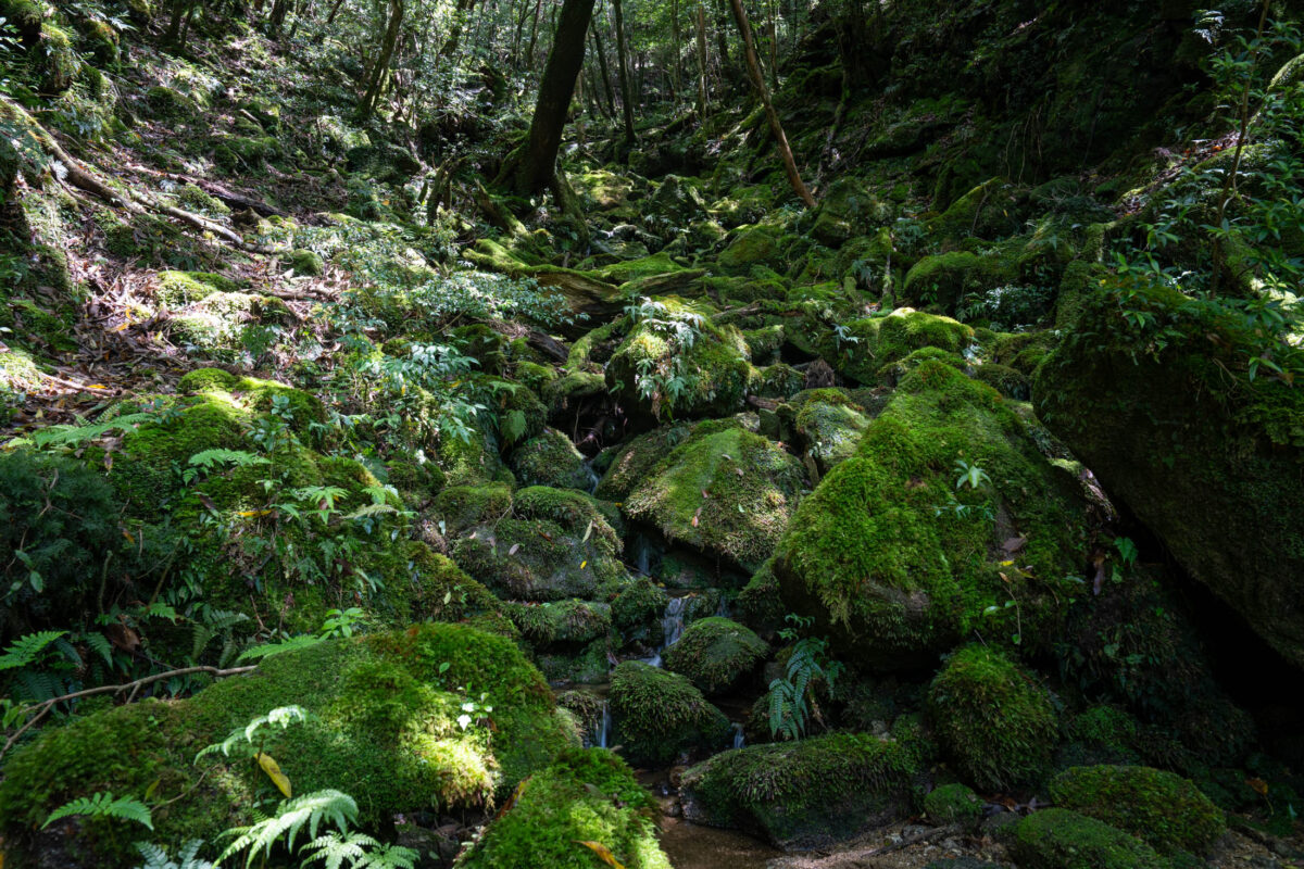 Moss-covered boulders and stream in Shiratani Unsui Gorge ancient forest, Yakushima Japan.