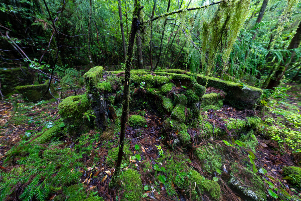 Moss-covered stone circle ruins in lush green forest with ferns and tall trees