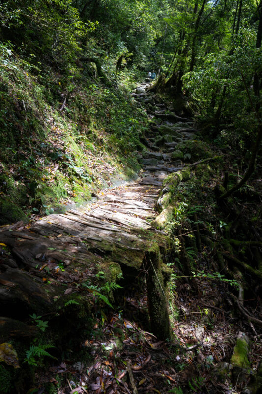 Mossy stone steps on a forest trail in Shiratani Unsui Gorge, Yakushima Japan