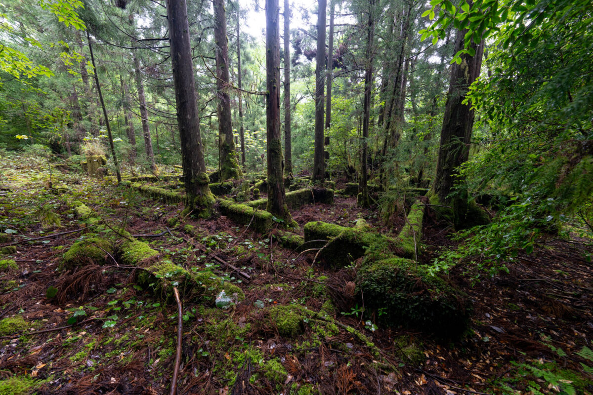 Sunlit tree trunks in mossy temperate forest with fallen logs and damp ground