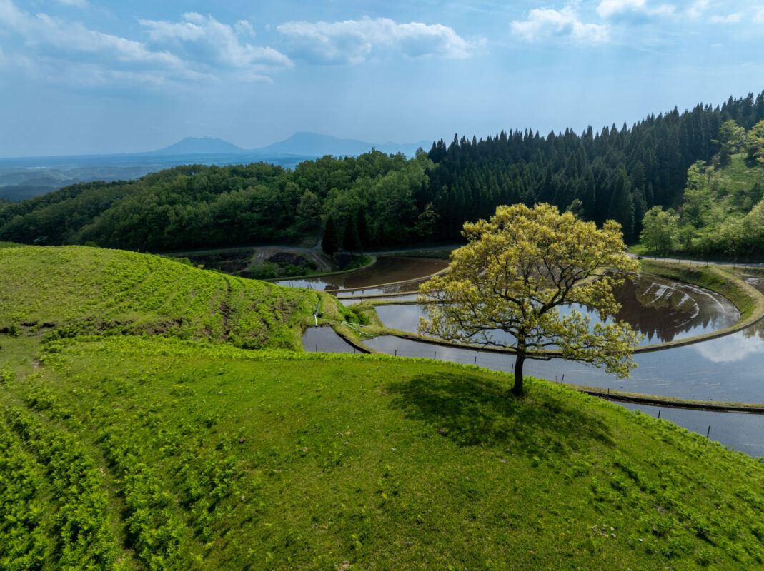 Sunlit Ogi rice terraces with lone tree, water-filled paddies, forest ridge, and mountains.