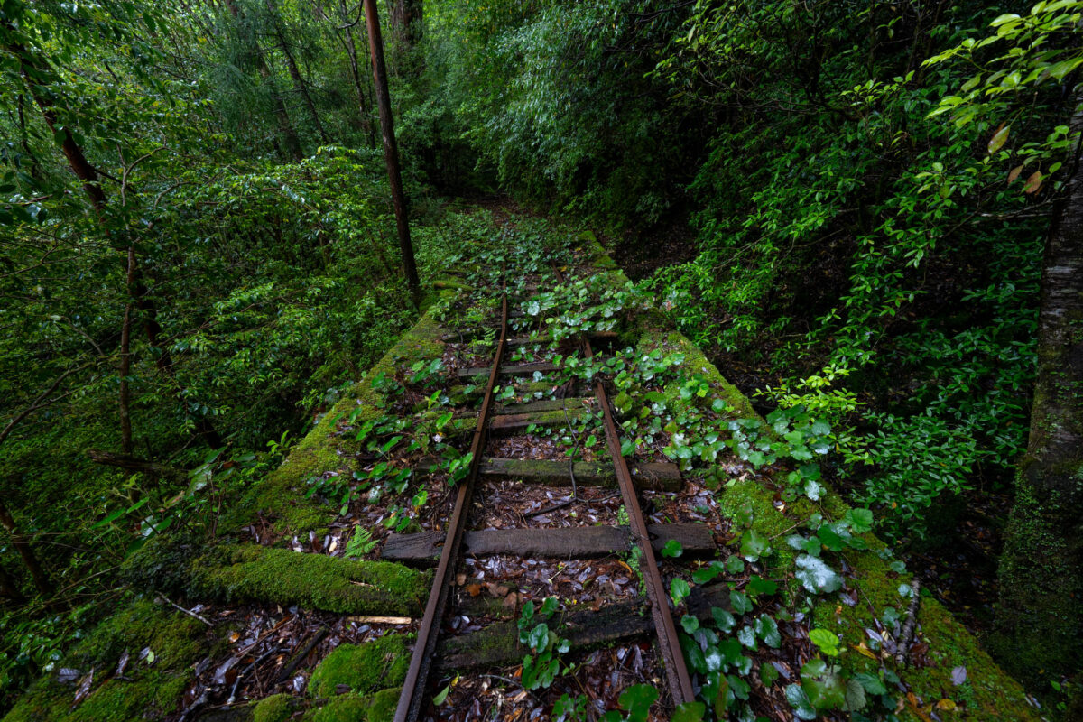 Overgrown abandoned railway tracks disappearing into a lush green forest corridor