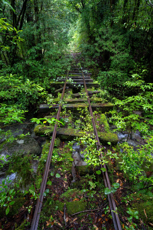 Overgrown abandoned railway tracks disappearing into a lush green forest tunnel