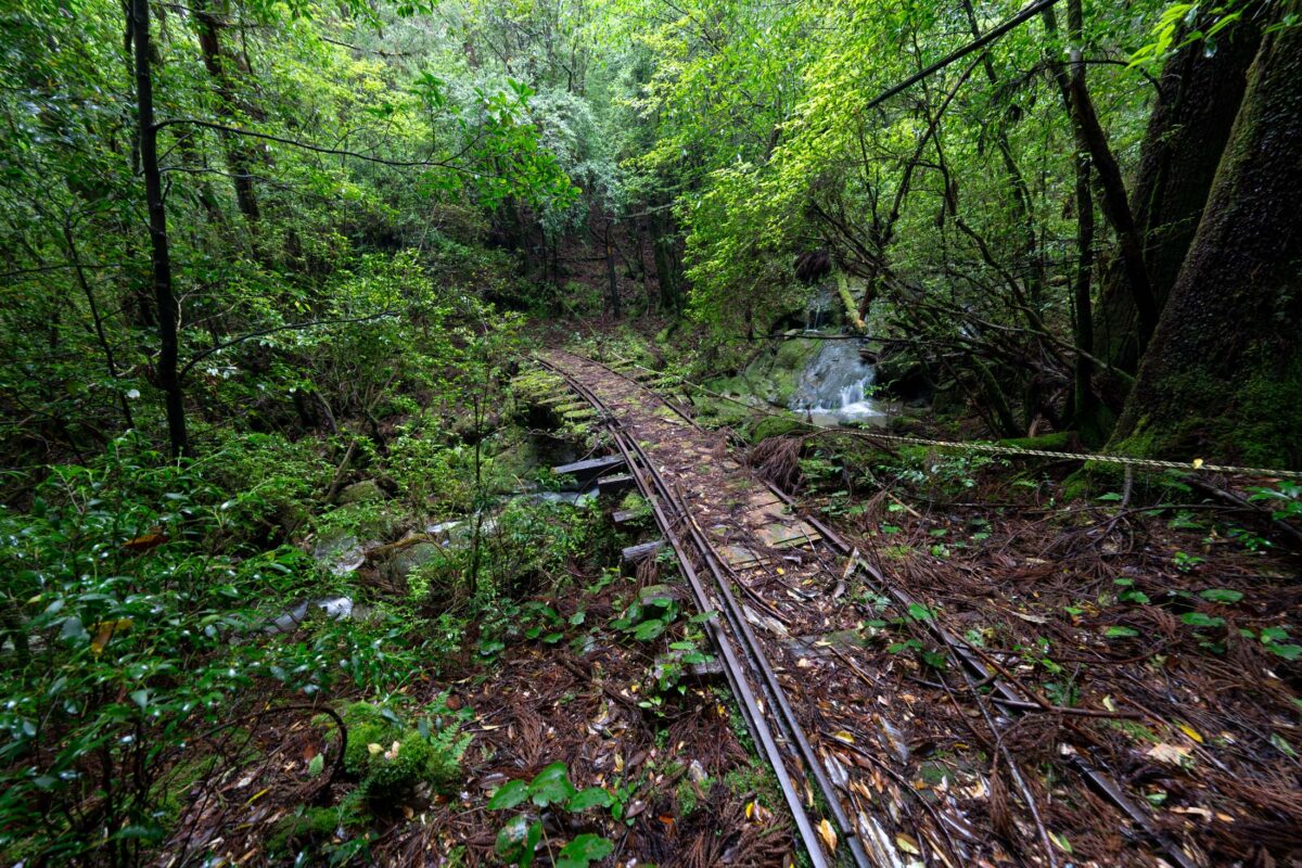 Abandoned railway tracks curving through lush forest beside a stream, overgrown with ferns