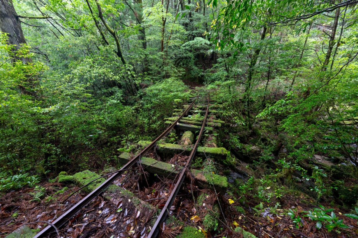 Abandoned narrow gauge railway tracks overgrown with moss and foliage in dense forest