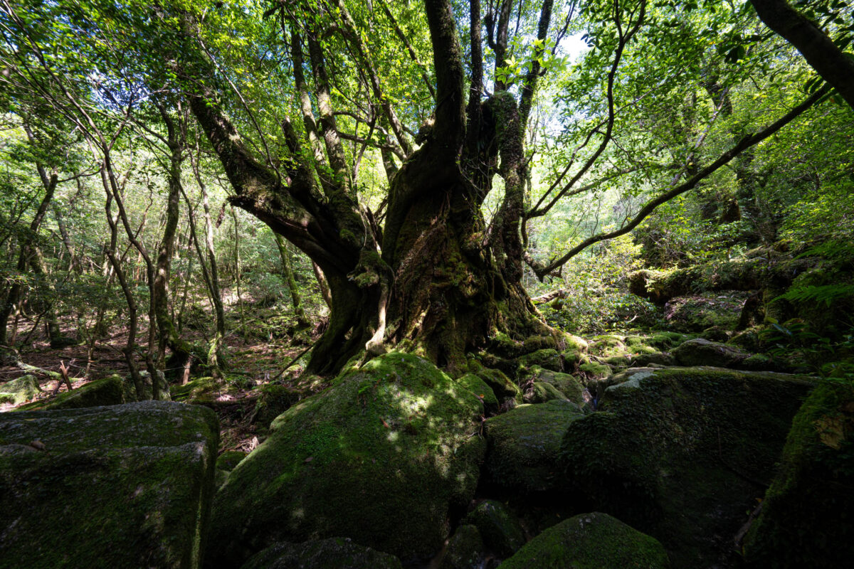Ancient moss-covered forest with gnarled tree and boulders at Shiratani Unsui Gorge, Yakushima, Japan.